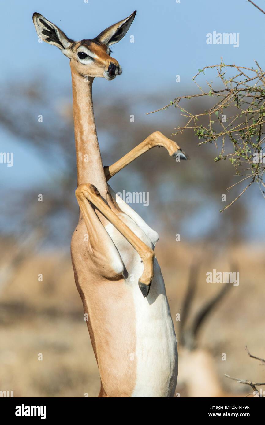 Gerenuk (Litocranius walleri) femmina in piedi sulle zampe posteriori per nutrirsi dell'albero di acacia, Samburu Game Reserve, Kenya Foto Stock