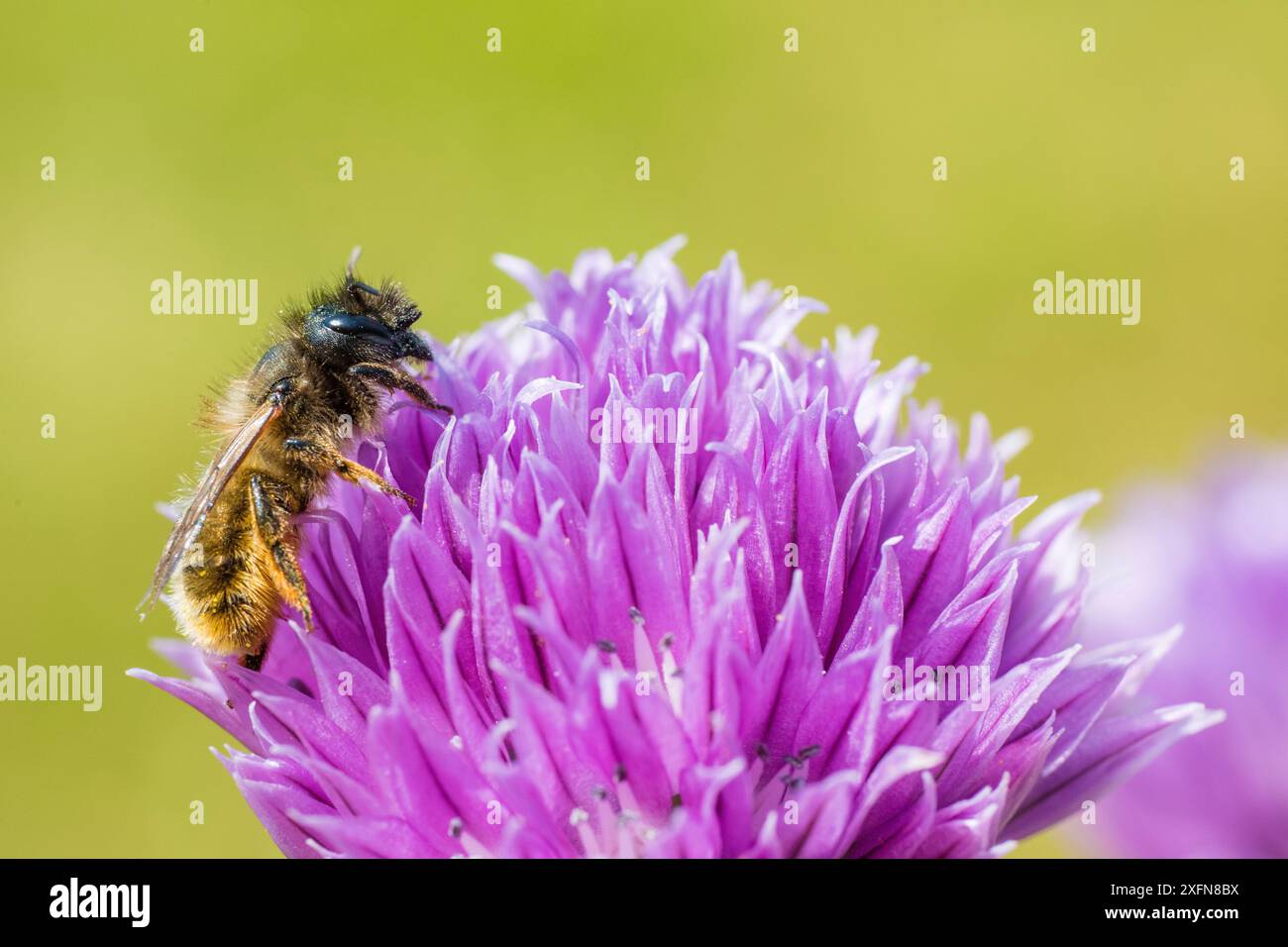 Red mason Bee (Osmia bicornis) impollinante Chive (Allium schoenoprasum) Wales, UK. Giugno. Foto Stock