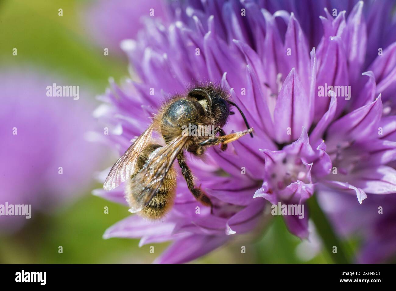 Red mason Bee (Osmia bicornis) impollinante Chive (Allium schoenoprasum) Wales, UK. Giugno. Foto Stock