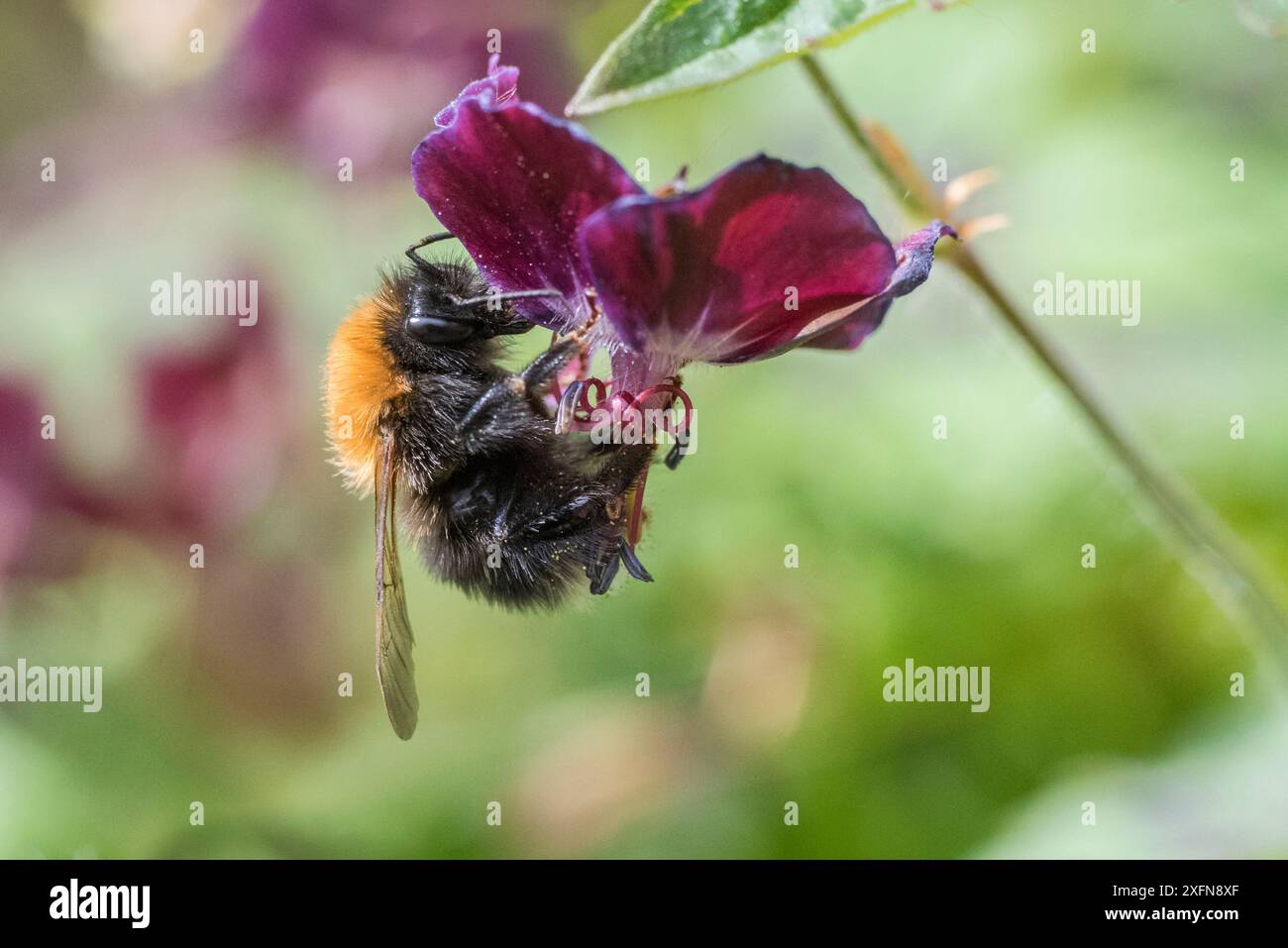 bumblebee (Bombus hypnorum) che si nutrono di fiori di geranio (Geranium sp.) Monmouthshire, Galles, Regno Unito, aprile. Foto Stock