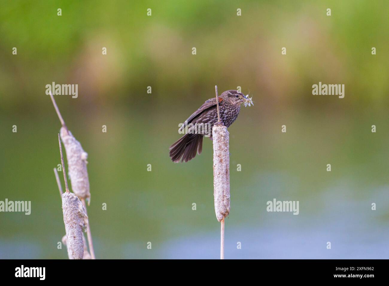 Femmina che raccoglie prede maionarie per dare da mangiare ai pulcini, Madison River, Bozeman, Montana, Stati Uniti. Maggio. Foto Stock