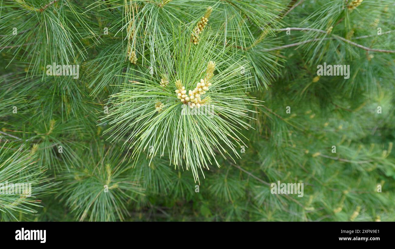 Coni di polline di pino bianco su un albero. Allergie stagionali primaverili ed estive Foto Stock