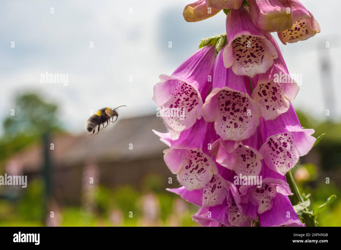 Garden bumblebee (Bombus hortorum) in volo per Foxglove (digitalis purpurea) Monmouthshire, Galles, Regno Unito. Giugno. Foto Stock