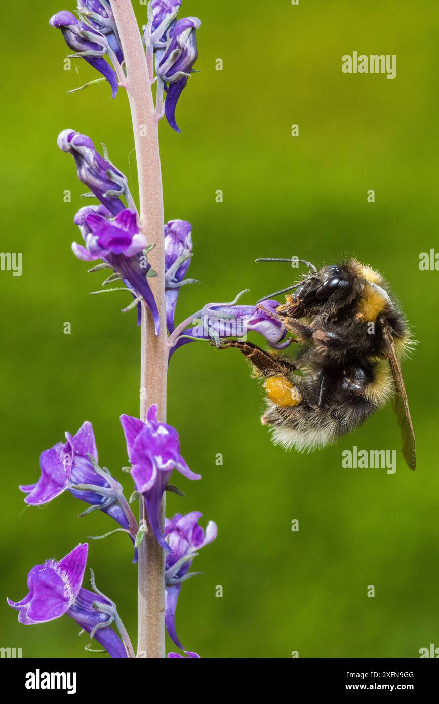 bumblebee da giardino (Bombus hortorum) che si nutre di Toadflax (Linaria purpurea) Monmouthshire, Galles, Regno Unito. Giugno. Foto Stock