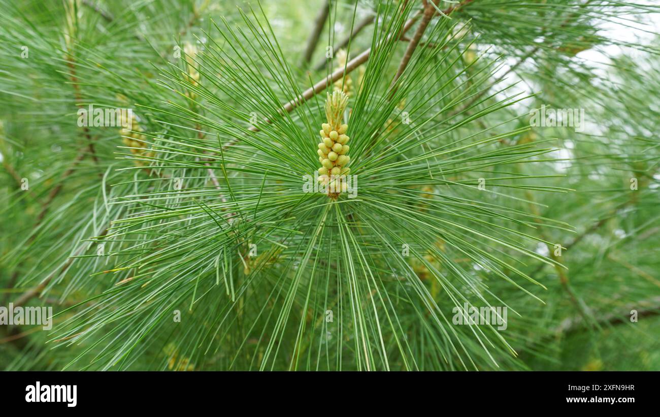 Coni di polline di pino bianco su un albero. Allergie stagionali primaverili ed estive Foto Stock