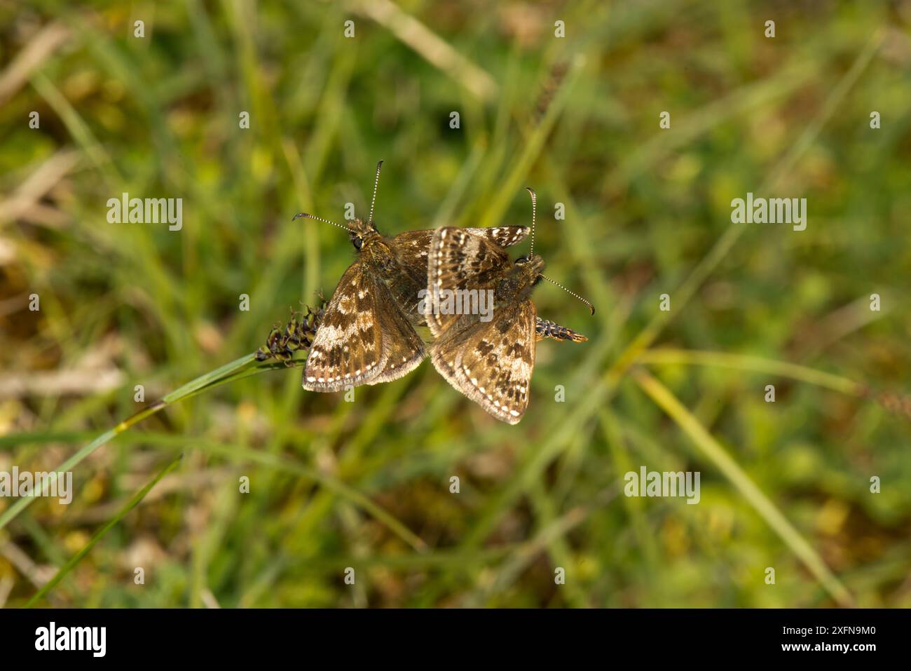 Skipper dingy (Erynnis Tages), accoppiato su Glaucous sedge (Carex flacca) Knightwick, Worcestershire, Inghilterra, Regno Unito, maggio. Foto Stock