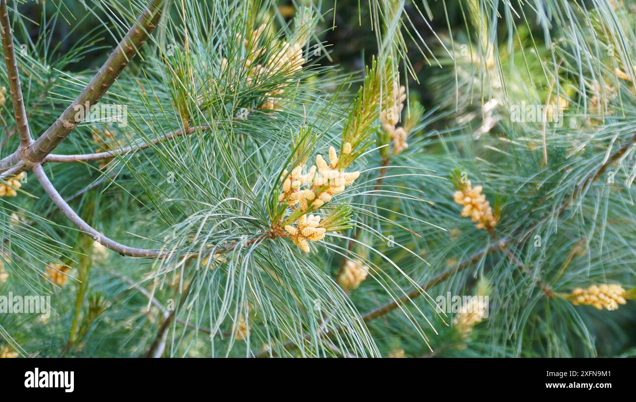 Coni di polline di pino bianco su un albero. Allergie stagionali primaverili ed estive Foto Stock