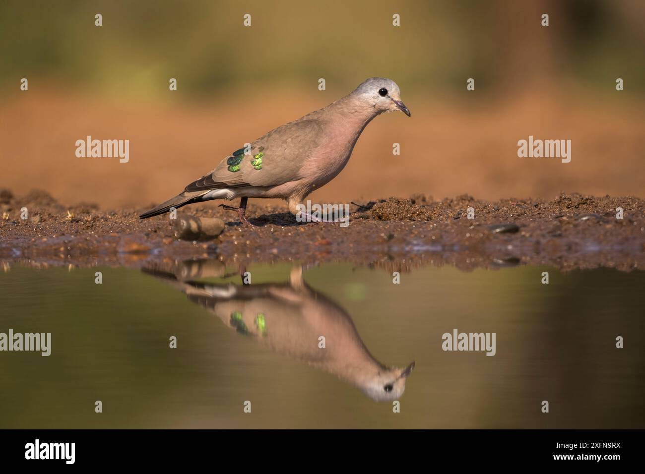 Legno di colomba macchiato di smeraldo (Turtur chalcospilos), riserva di caccia privata Zimanga, Sudafrica. Foto Stock