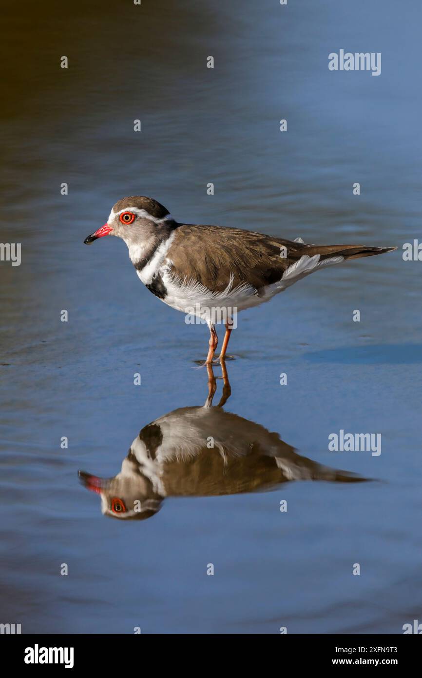 plover a tre bande (Charadrius tricollaris), Kruger National Park, Sudafrica. Foto Stock plover a tre bande (Charadrius tricollaris), Kruger National Park, Sudafrica. Foto Stock
