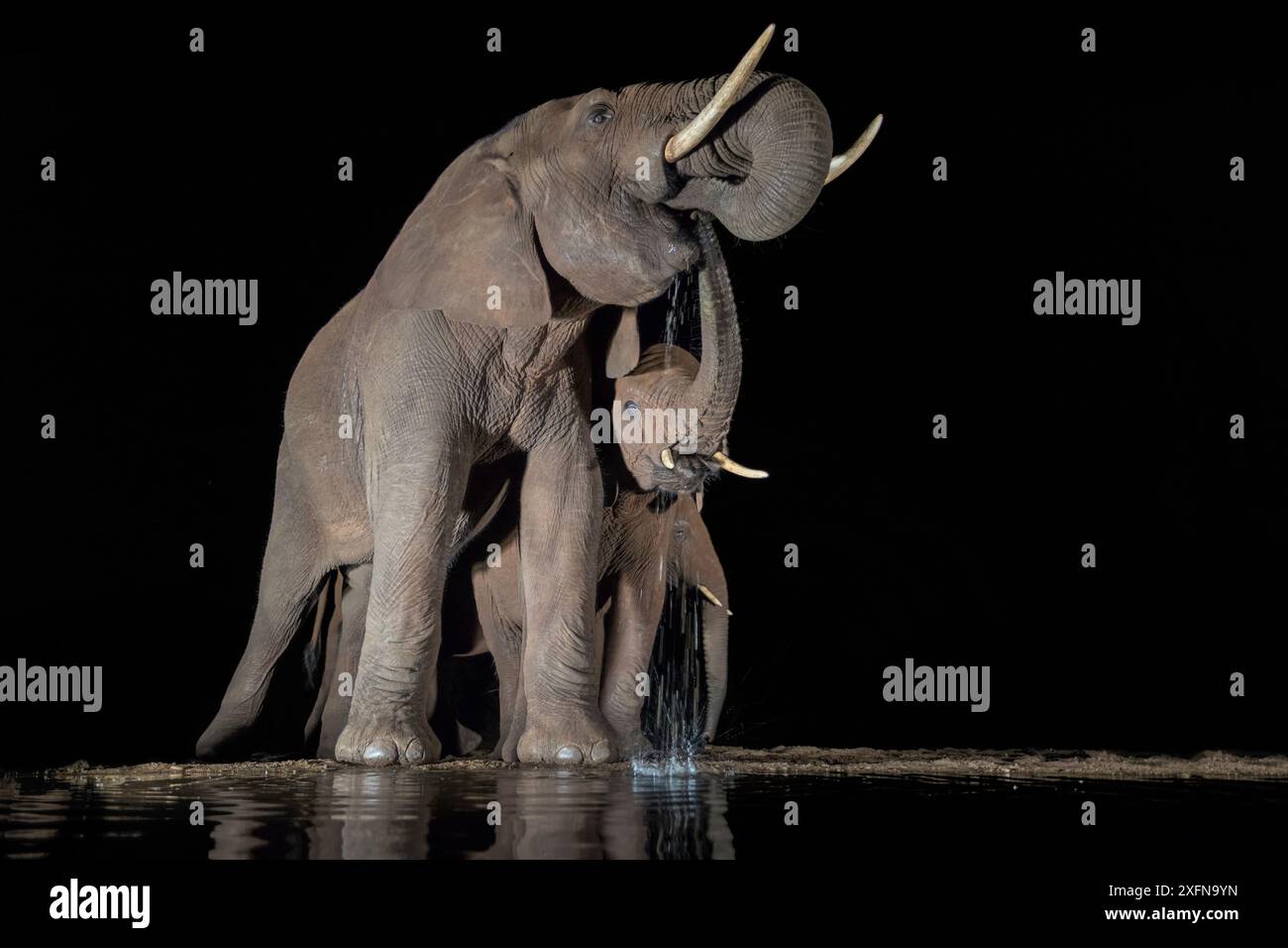 Elefanti (Loxodonta africana) in acqua bevendo di notte, Zimanga Private Game Reserve, KwaZulu-Natal, Sudafrica. Foto Stock Elefanti (Loxodonta africana) in acqua bevendo di notte, Zimanga Private Game Reserve, KwaZulu-Natal, Sudafrica. Foto Stock