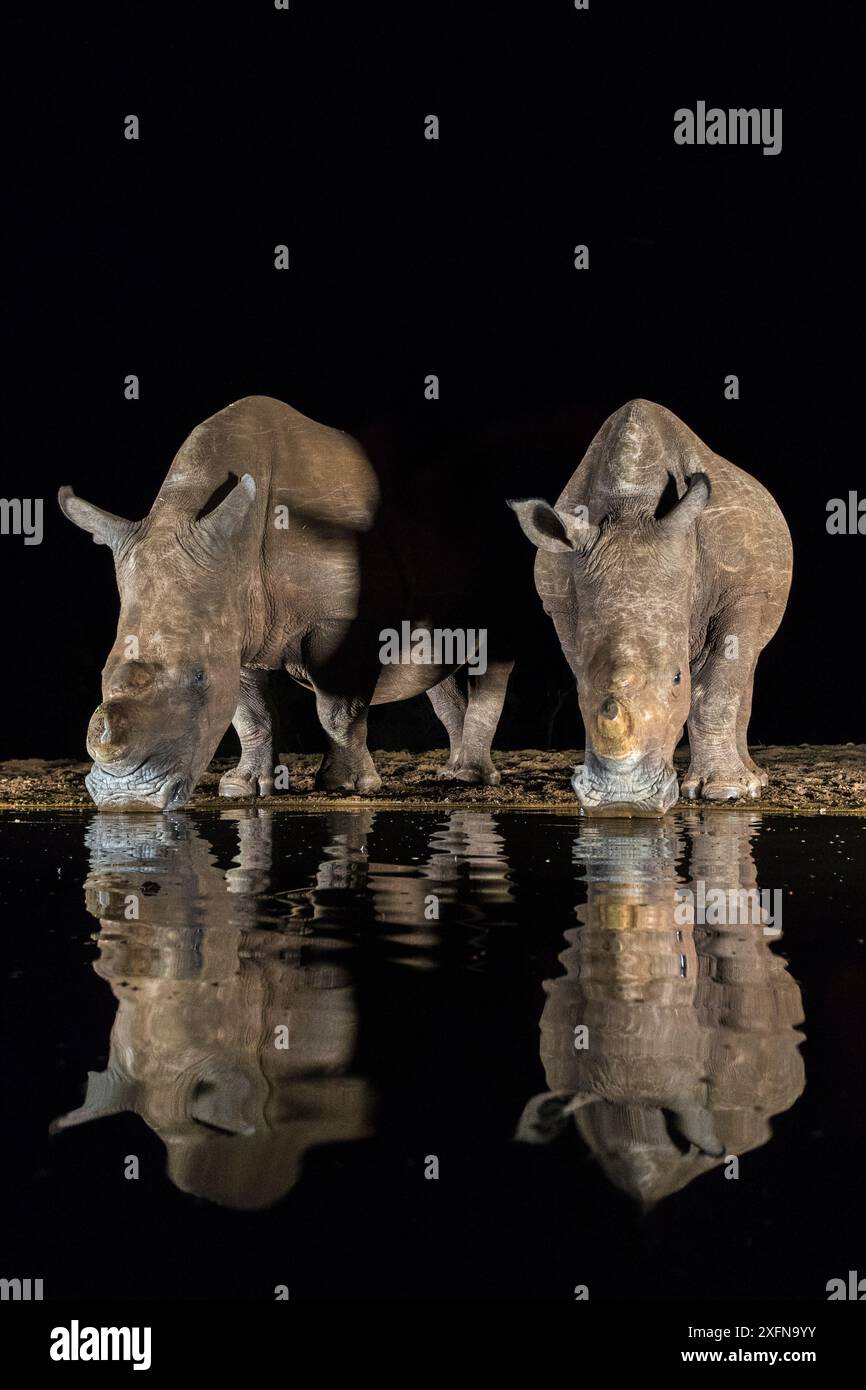 Rinoceronti bianchi (Ceratotherium simum) a pozzo di notte, riserva di caccia privata Zimanga, KwaZulu-Natal, Sudafrica. Foto Stock