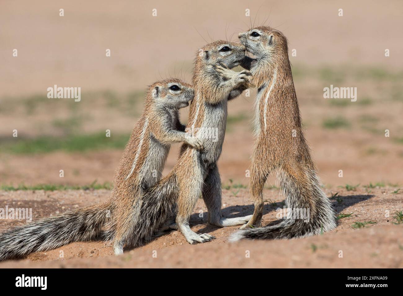 Giovani scoiattoli di terra (Xerus inauris), Kgalagadi Transborder Park, Northern Cape, Sudafrica, gennaio. Foto Stock