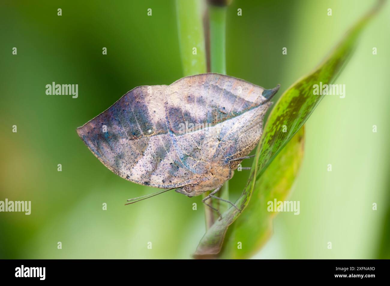 Farfalla della foglia indiana (Kallima paralekta) in cattività, endemica di Giava e Sumatra, Indonesia. Nonostante il suo nome, non è presente in India. Foto Stock