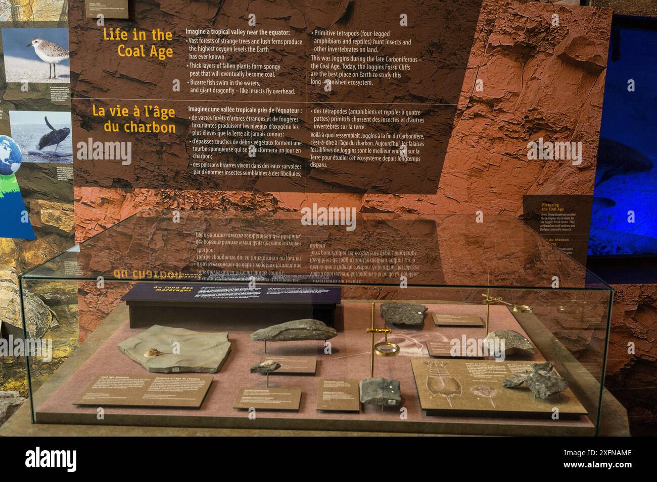 Mostra interpretativa all'interno delle scogliere fossili di Joggins, sito patrimonio dell'umanità dell'UNESCO, Bay of Fundy, nuova Scozia, Canada. Maggio 2017 Foto Stock