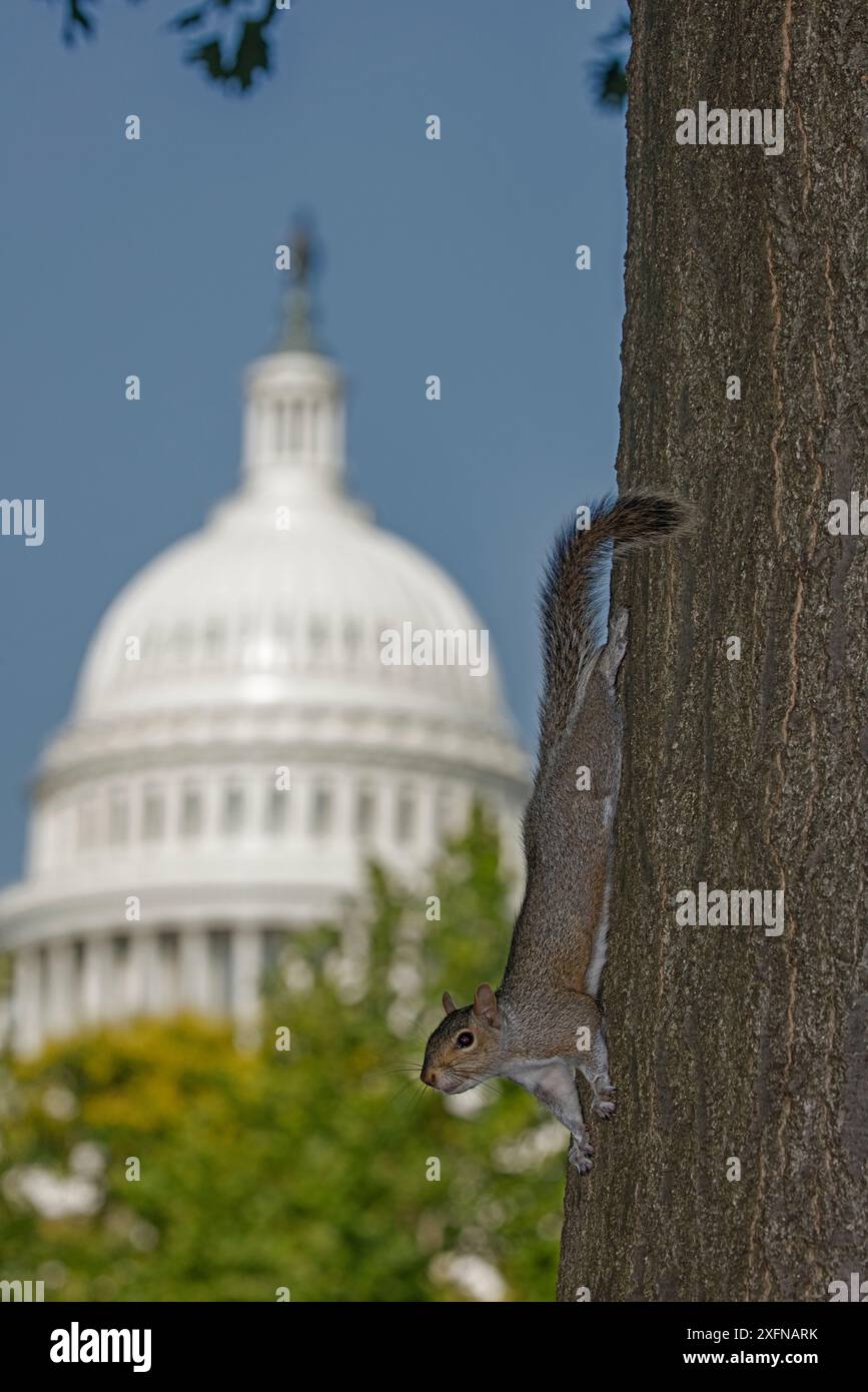 Scoiattolo grigio orientale (Sciurus carolinensis), con il campidoglio americano sullo sfondo, Washington D. C, USA, giugno 2017. Foto Stock