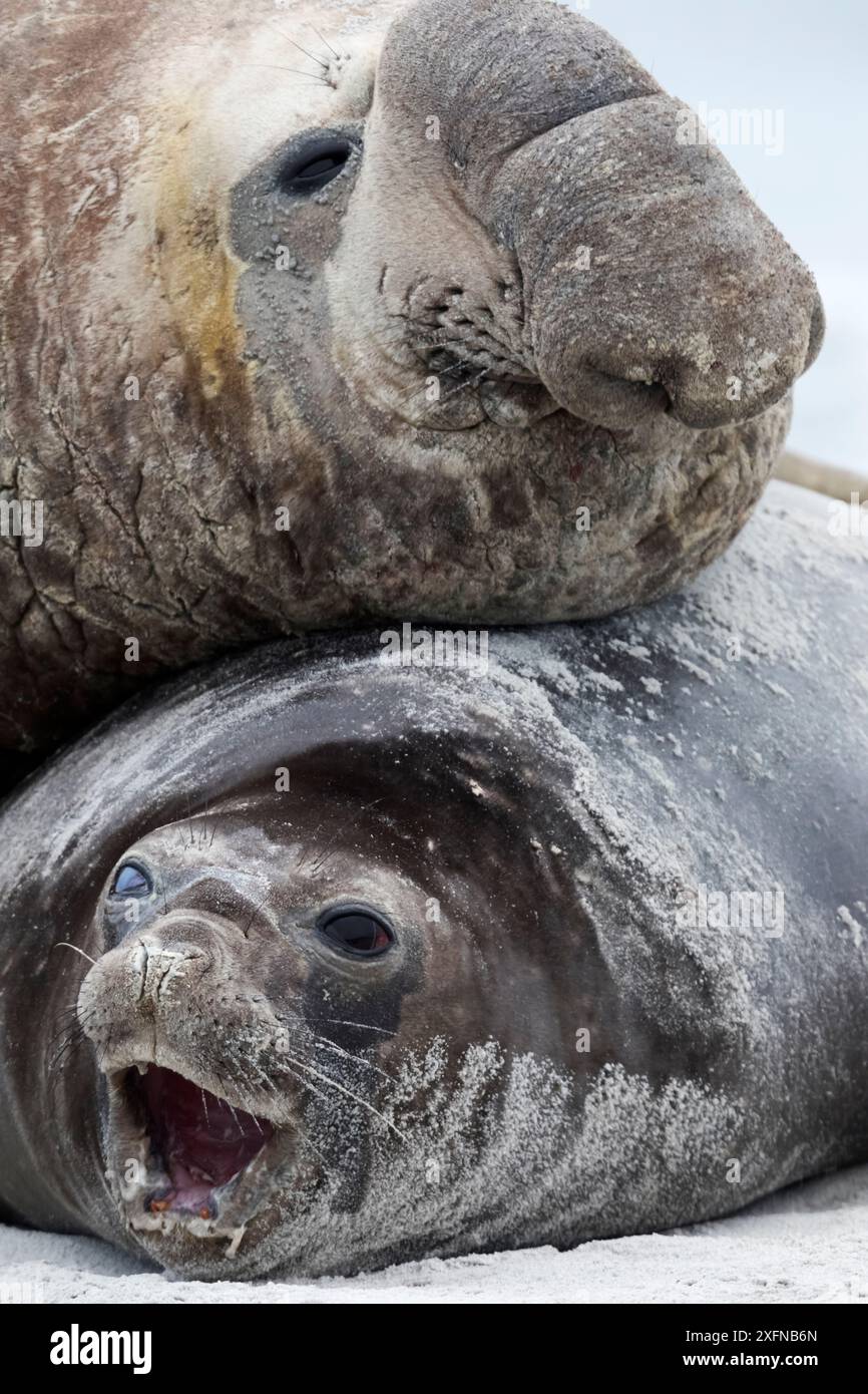 Elefante marino (Mirounga leonina) maschio che riposa testa sulla femmina, Sea Lion Island, Isole Falkland, ottobre Foto Stock