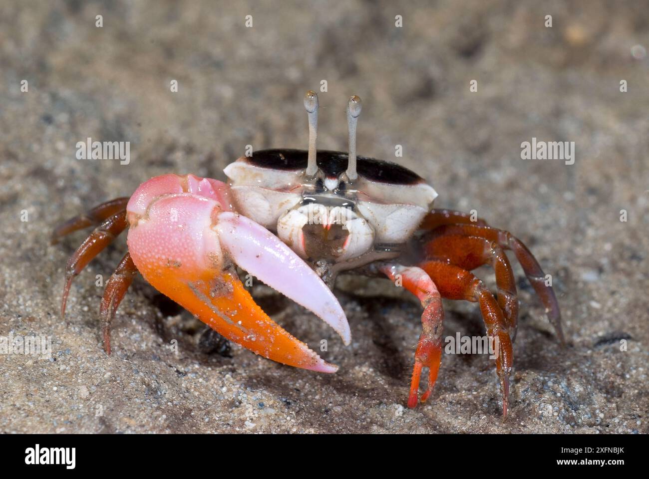 Fiddler Crab (Uca polita), Ningaloo Marine Park, Ningaloo Coast patrimonio naturale dell'umanità dell'UNESCO, Australia Occidentale. Foto Stock