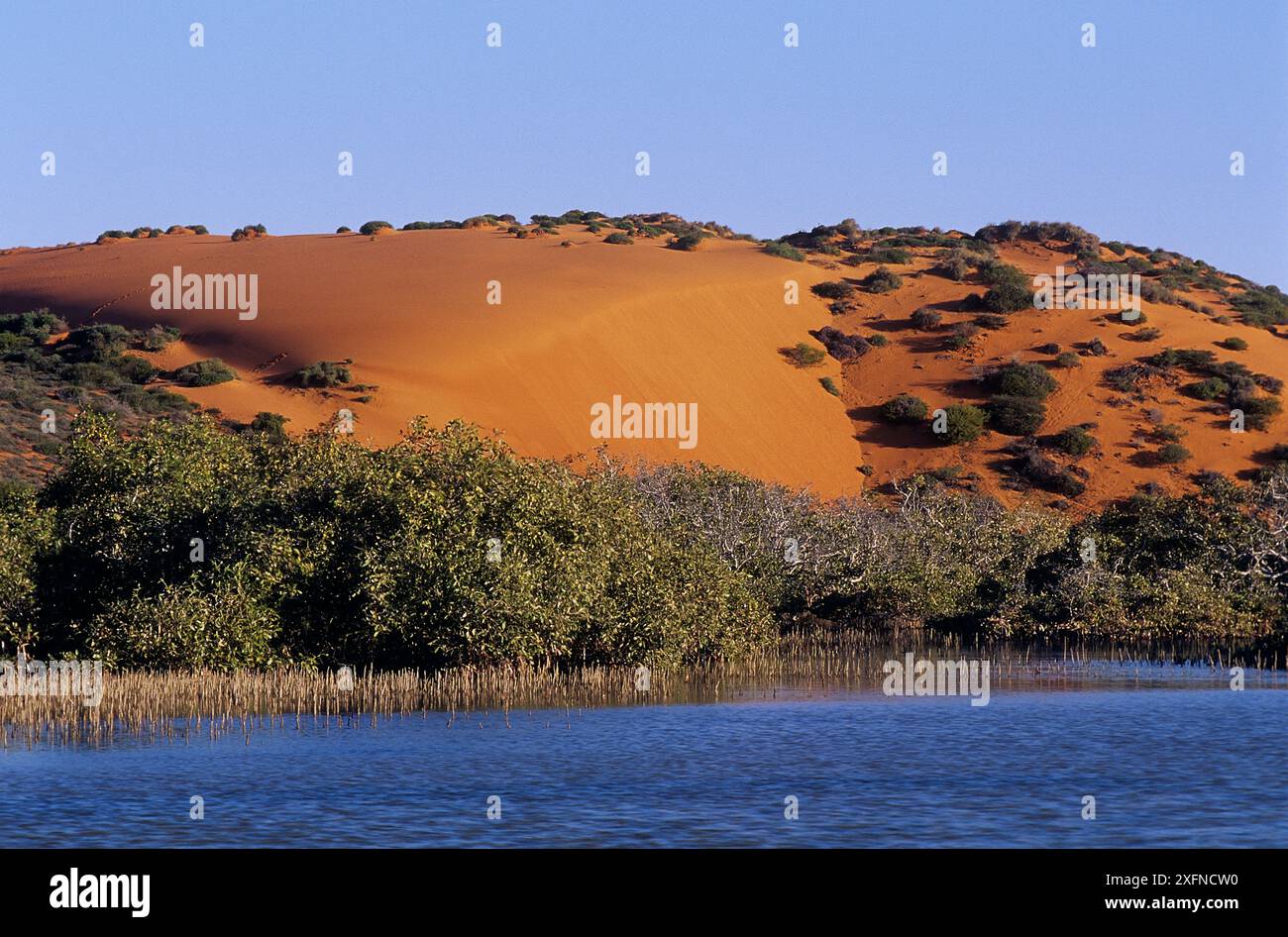 Cape Lesueur con mangrovie, parco nazionale Francois Peron, Shark Bay, patrimonio naturale dell'umanità dell'UNESCO, Australia Occidentale, Australia. Foto Stock