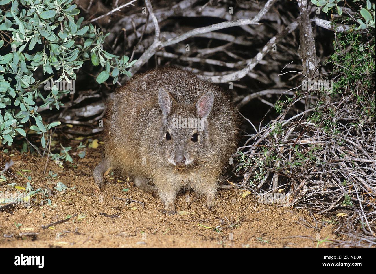 Wallaby lepre-lepre-rufous o wallaby lepre-occidentale (Lagorchestes hirsutus subsp.doreae), Shark Bay, patrimonio naturale dell'umanità dell'UNESCO, Australia Occidentale. Foto Stock