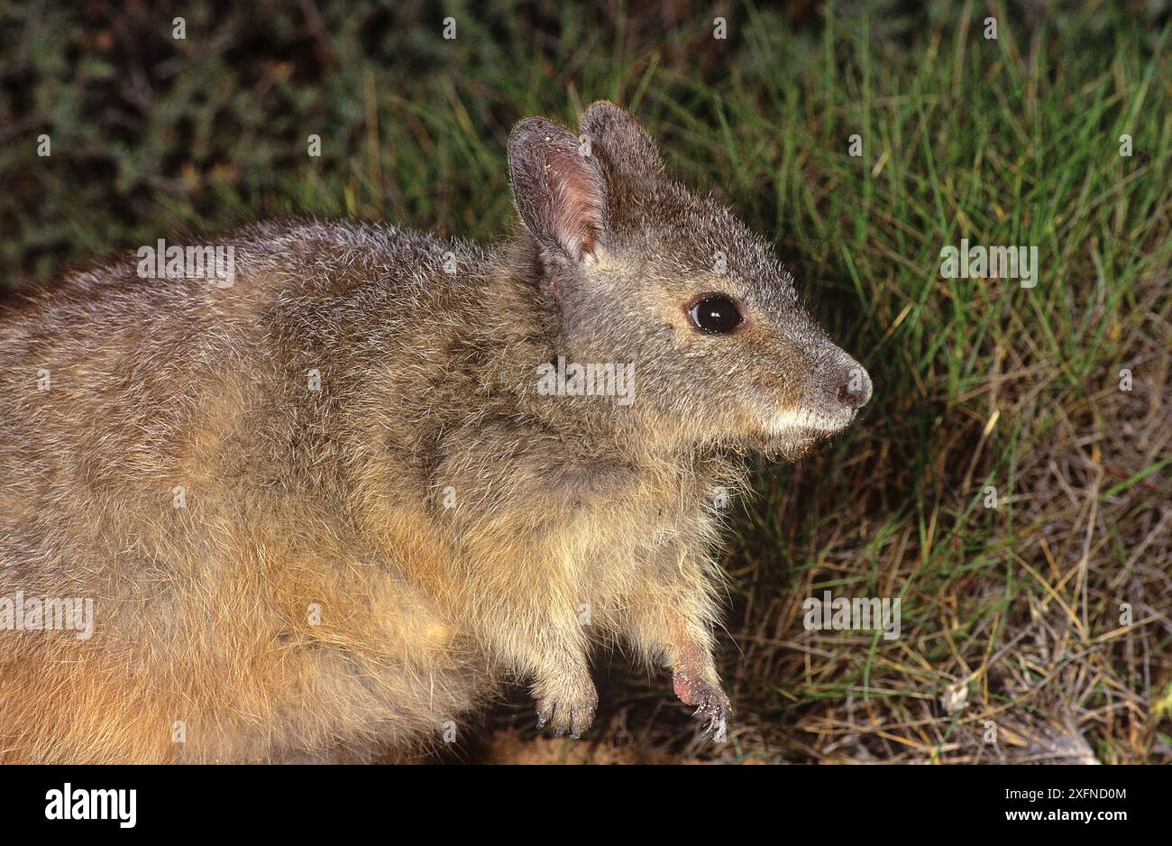 Wallaby lepre-lepre-rufous o wallaby lepre-occidentale (Lagorchestes hirsutus subsp.doreae), Shark Bay, patrimonio naturale dell'umanità dell'UNESCO, Australia Occidentale. Foto Stock