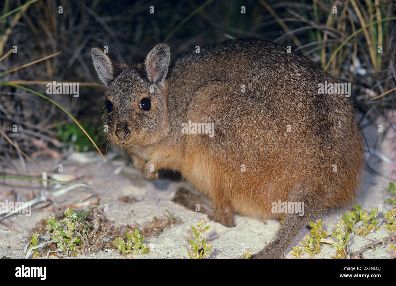 Wallaby lepre-lepre-rufous o wallaby lepre-occidentale (Lagorchestes hirsutus subsp.bernieri), Shark Bay, patrimonio naturale dell'umanità dell'UNESCO, Australia Occidentale. Foto Stock