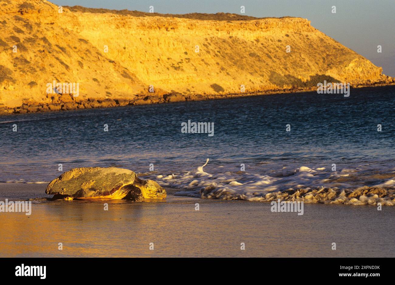 Tartaruga caretta (Caretta caretta) di ritorno al mare. Shark Bay, patrimonio naturale dell'umanità dell'UNESCO, Australia Occidentale. Le isole di Shark Bay sono i siti di nidificazione più a sud conosciuti al mondo Foto Stock