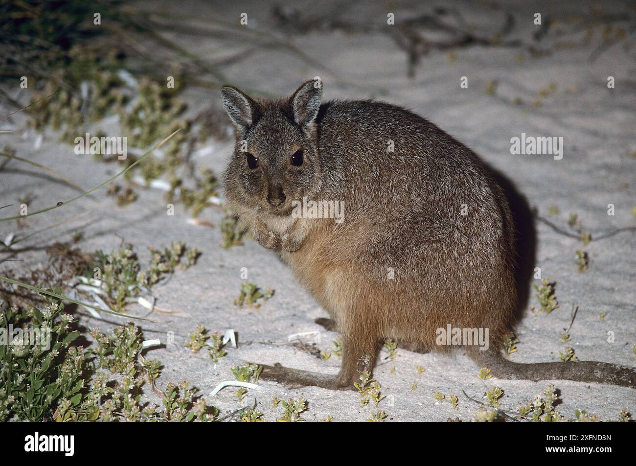 Wallaby lepre-lepre-rufous o wallaby lepre-occidentale (Lagorchestes hirsutus subsp.bernieri), Shark Bay, patrimonio naturale dell'umanità dell'UNESCO, Australia Occidentale. Foto Stock