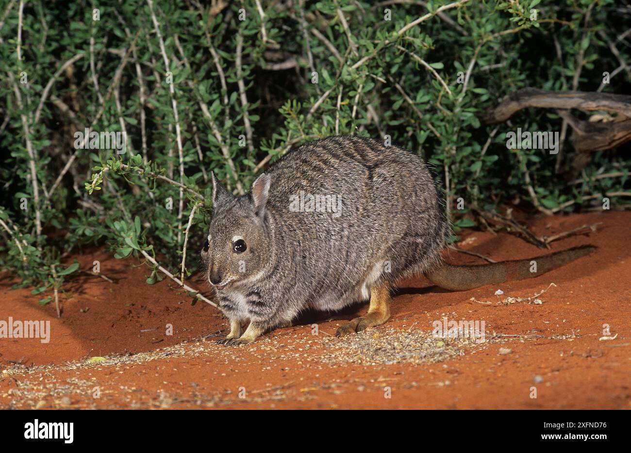 Wallaby lepre a banda (Lagostrophus fasciatus subsp. Fasciatus), Shark Bay, patrimonio naturale dell'umanità dell'UNESCO, Australia Occidentale. Foto Stock