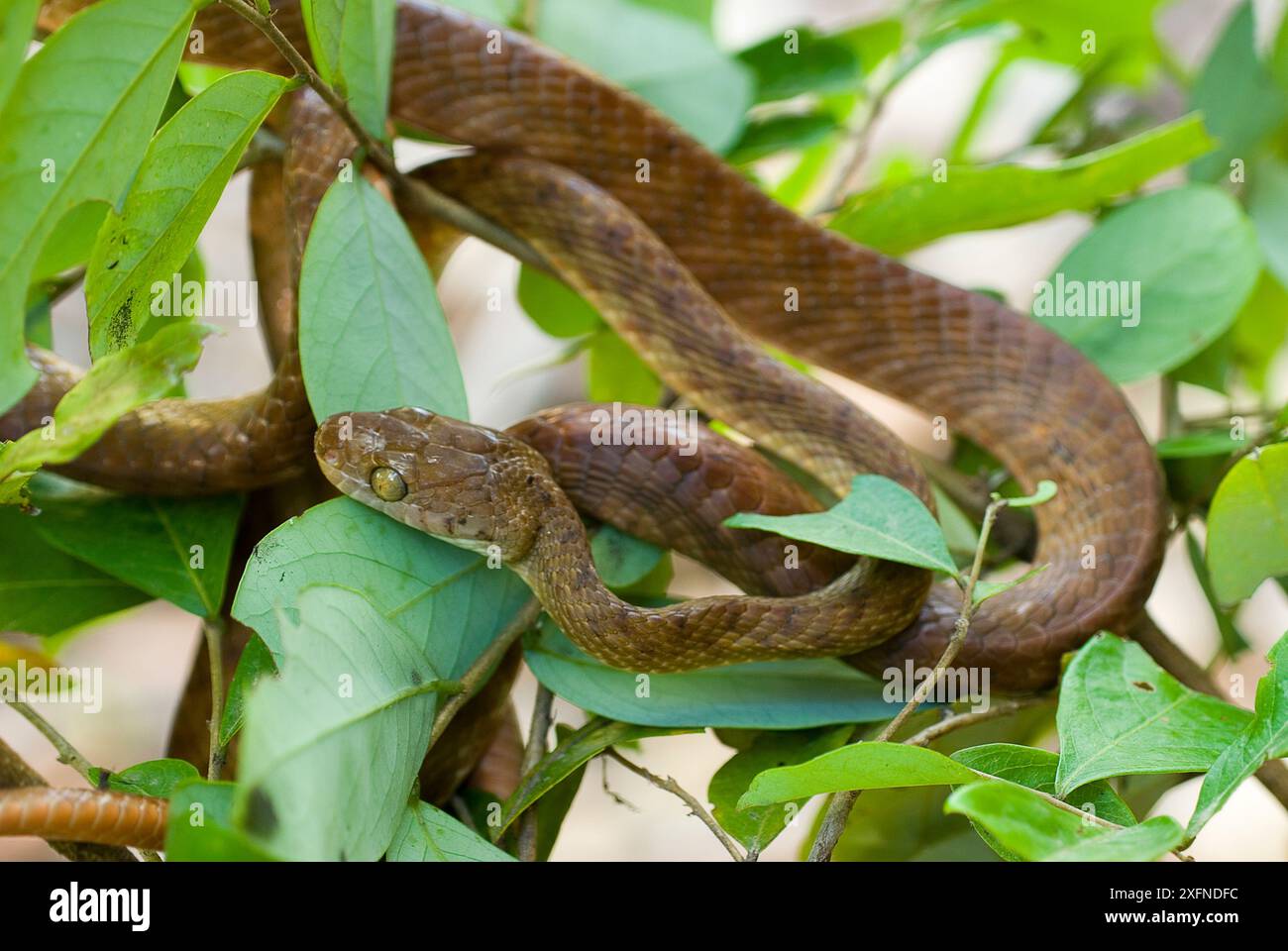 Serpente arboricolo bruno (Boiga Irraris), Wallamans Falls, Girringun National Park, Wet Tropics of Queensland, sito patrimonio naturale dell'umanità dell'UNESCO, Queensland, Australia. Foto Stock