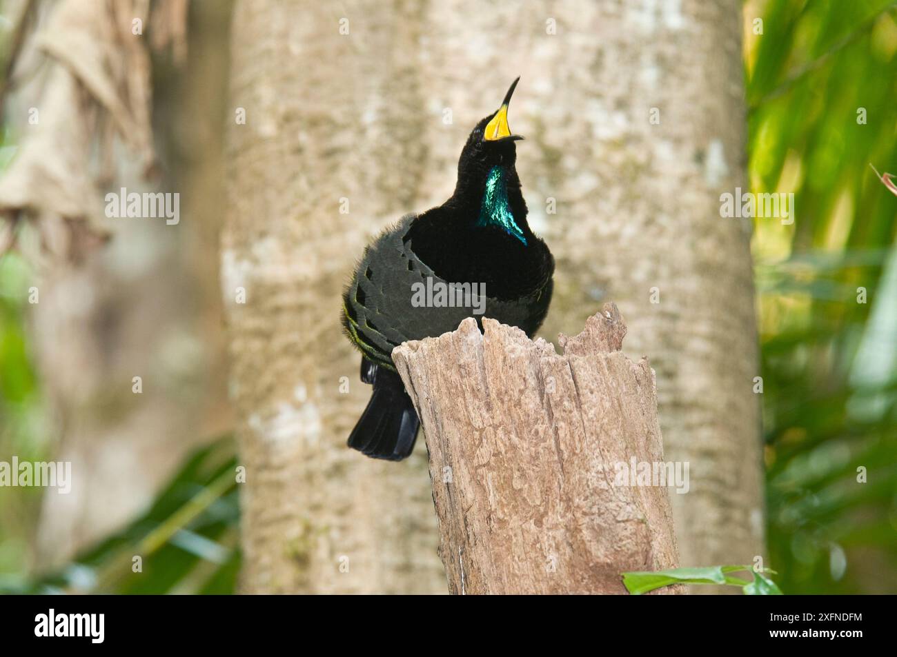 Uccello fuciliere di Victoria (Ptiloris victoriae), Parco Nazionale di Wooroonooran, Tropici umidi del Queensland, sito Patrimonio naturale dell'Umanità dell'UNESCO, Queensland, Australia. Endemica dei Tropici umidi del Queensland Foto Stock