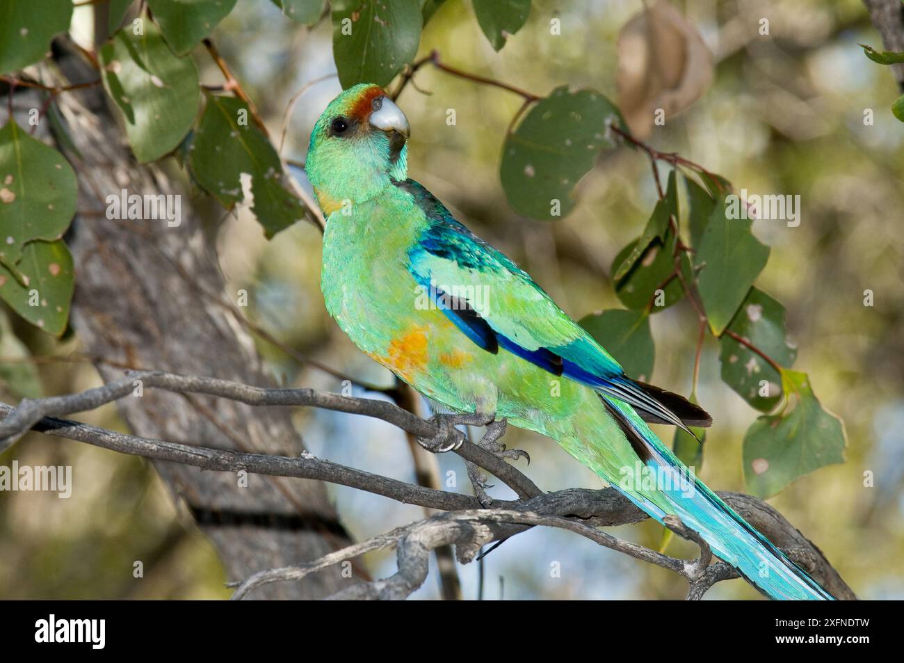 Parco Mallee a collo di anello (Barnardius barnardi) Willandra Lakes, patrimonio naturale dell'umanità dell'UNESCO, nuovo Galles del Sud, Australia. Foto Stock