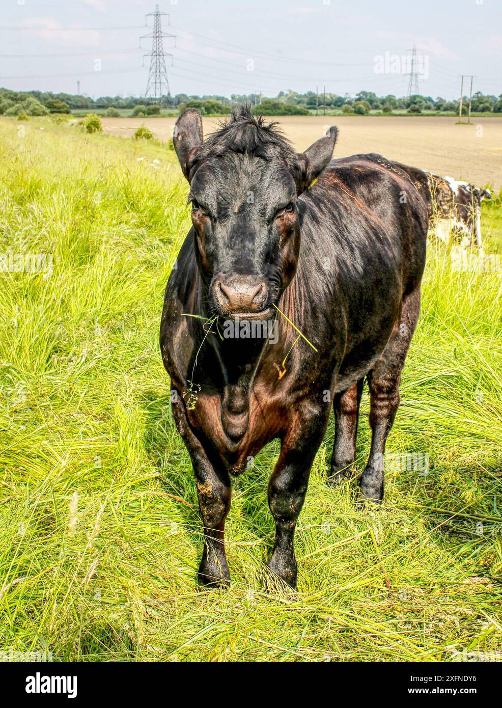 Vicino a Selby North Yorkshire 18 maggio 2024.Un toro o un toro in piedi in un campo in una giornata estiva nel North Yorkshire Regno Unito Foto Stock