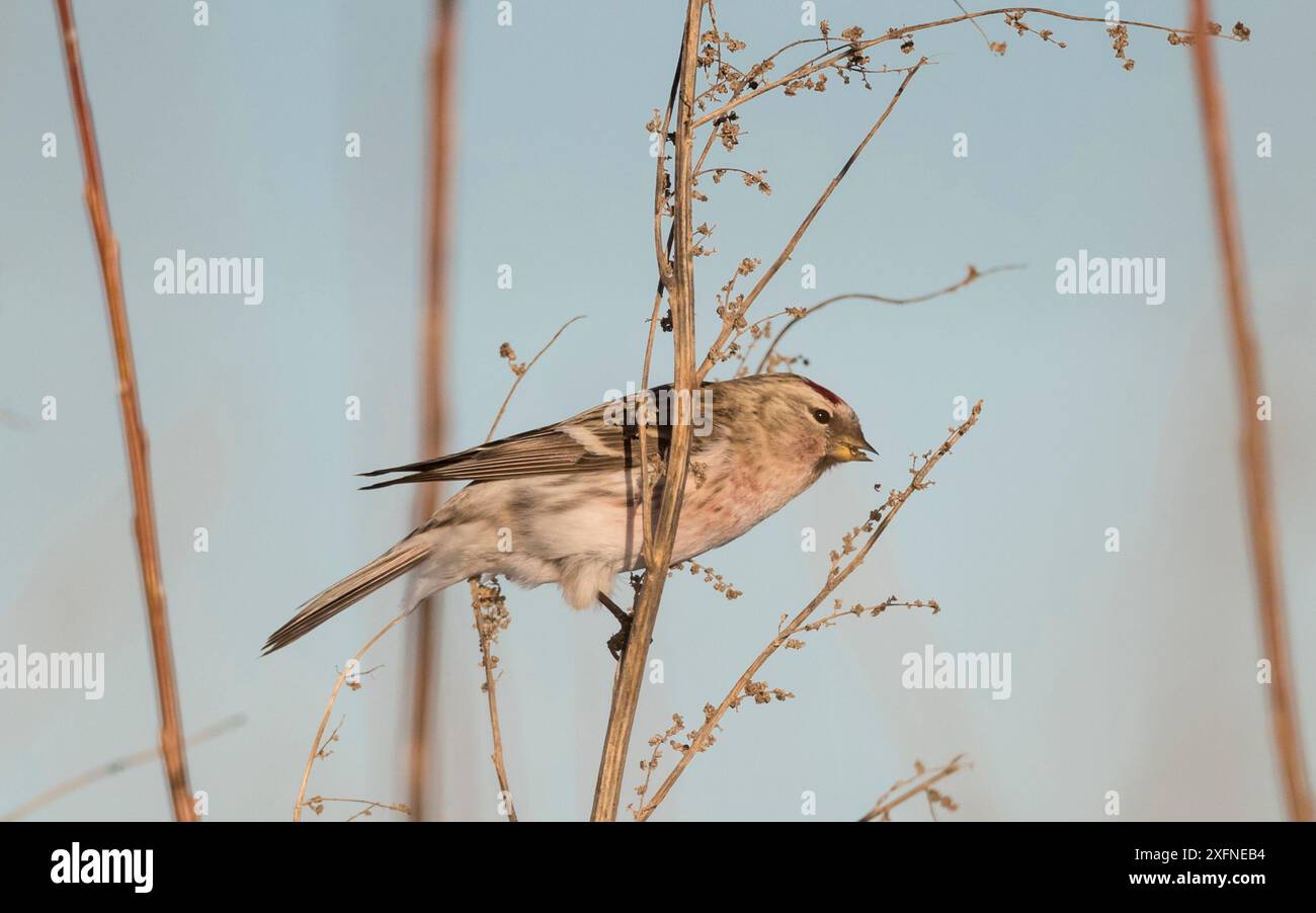 Redpoll artico (Carduelis hornemanni), adulto maschio arroccato, Finlandia, gennaio. Foto Stock