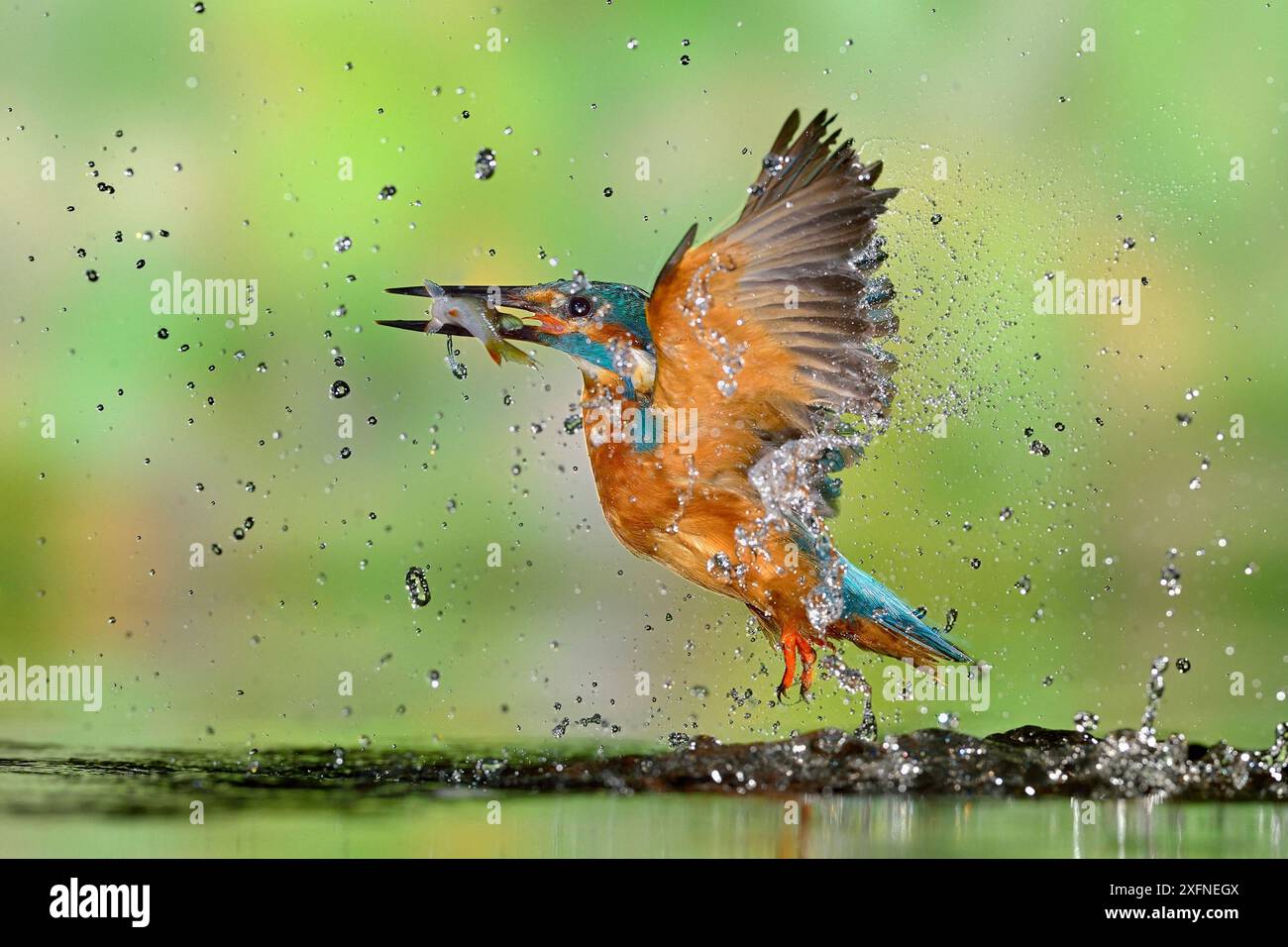 Kingfisher (Alcedo atthis) maschio, dopo le immersioni, tenendo fuori dall'acqua con pesci, un comune scarafaggio (Rutilus rutilus) in Lorena, Francia, Agosto Foto Stock