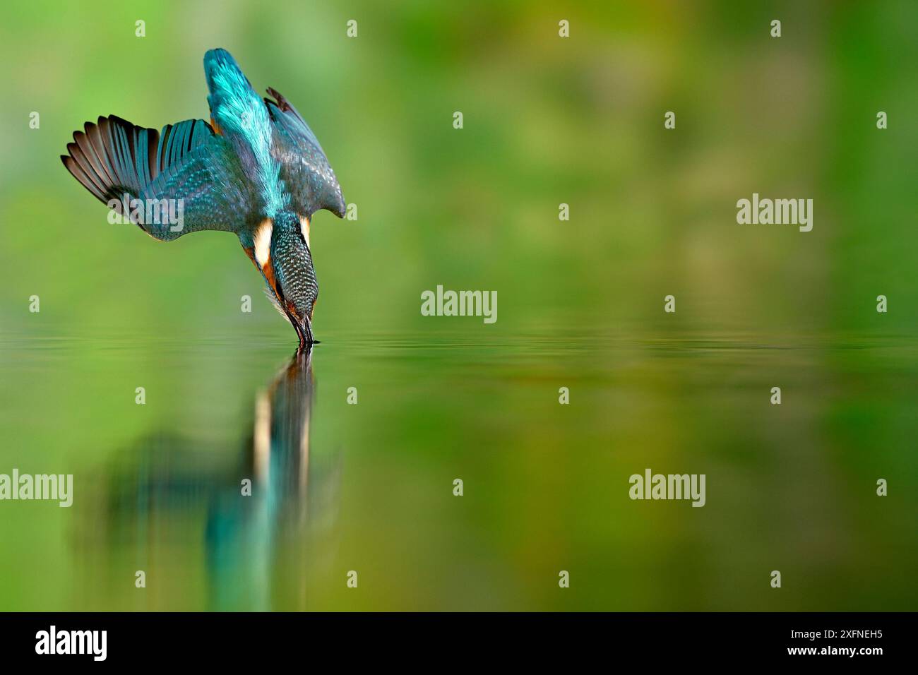 KingFisher (Alcedo atthis) si tuffa per la preda in un fiume, Lorena, Francia. Foto Stock