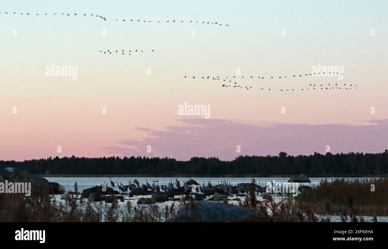 Stormo di gru eurasiatiche (Grus grus ) che volano al crepuscolo prima di andare in remi, alta costa / Arcipelago del Kvarken, patrimonio naturale dell'umanità dell'UNESCO, Finlandia, settembre . Foto Stock