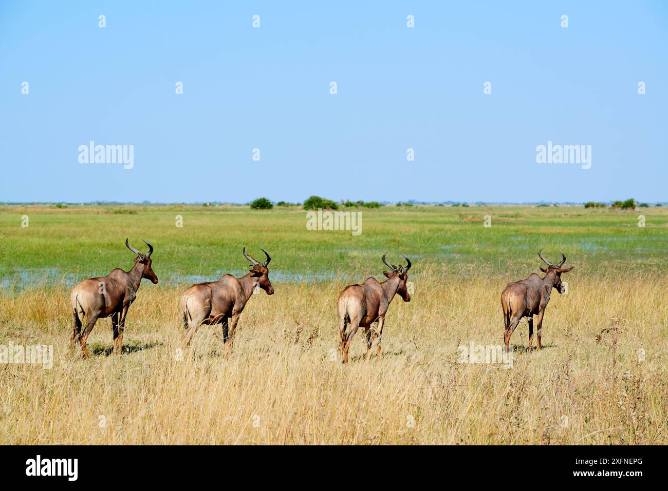 Quattro topi / Tsessebe antilope (Damaliscus lunatus ritratto). Duba Plains concessione, Okavango Delta, Botswana, Sud Africa Foto Stock