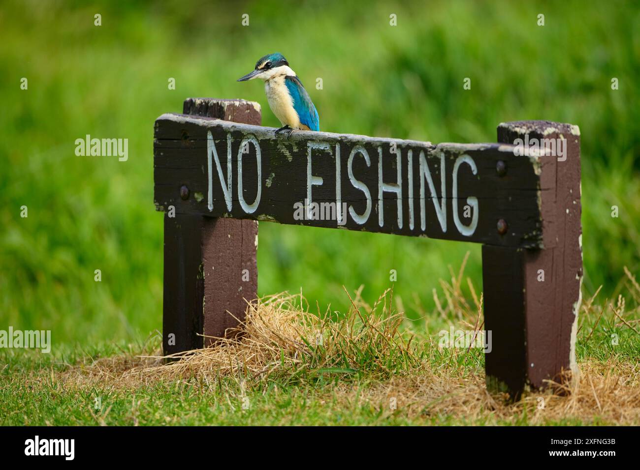 Kingfisher sacro (Todiramphus sanctus o Halcyon sancta) arroccato su un cartello senza pesca a Neds Beach, Lord Howe Island, Lord Howe Island Group, patrimonio naturale dell'umanità dell'UNESCO, nuovo Galles del Sud, Australia Foto Stock