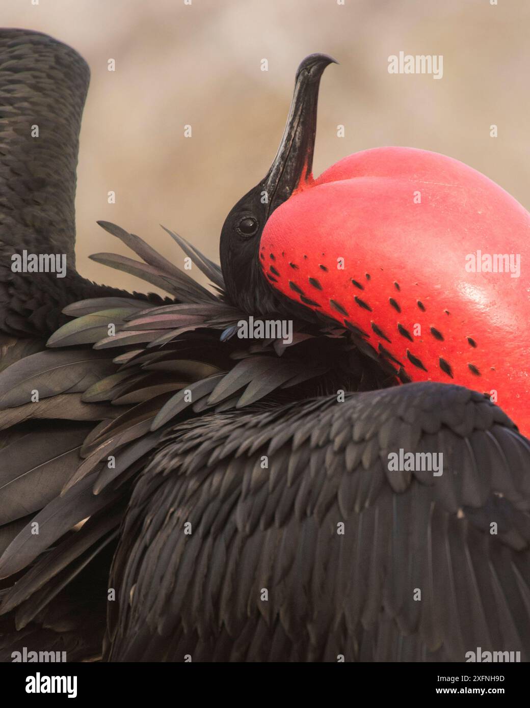 Magnifica frigatebird (Fregata magnificens) maschio visualizzazione, rosso gola sacchetto gonfiato, North Seymour Island, Galapagos. Foto Stock