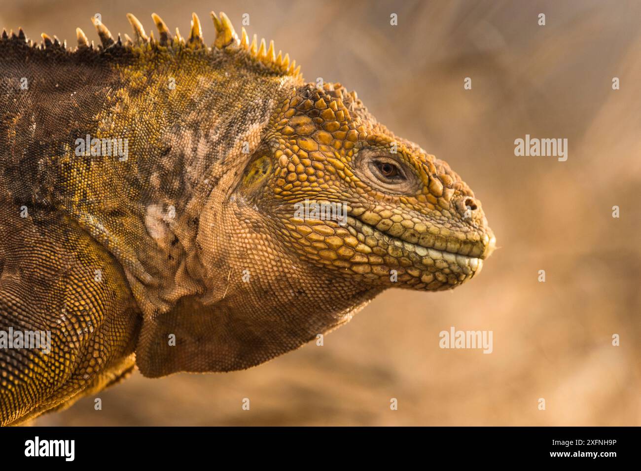 Ritratto di iguana di terra delle Galapagos (Conolophus subcristatus) sull'isola di Seymour settentrionale, Galapagos. Foto Stock