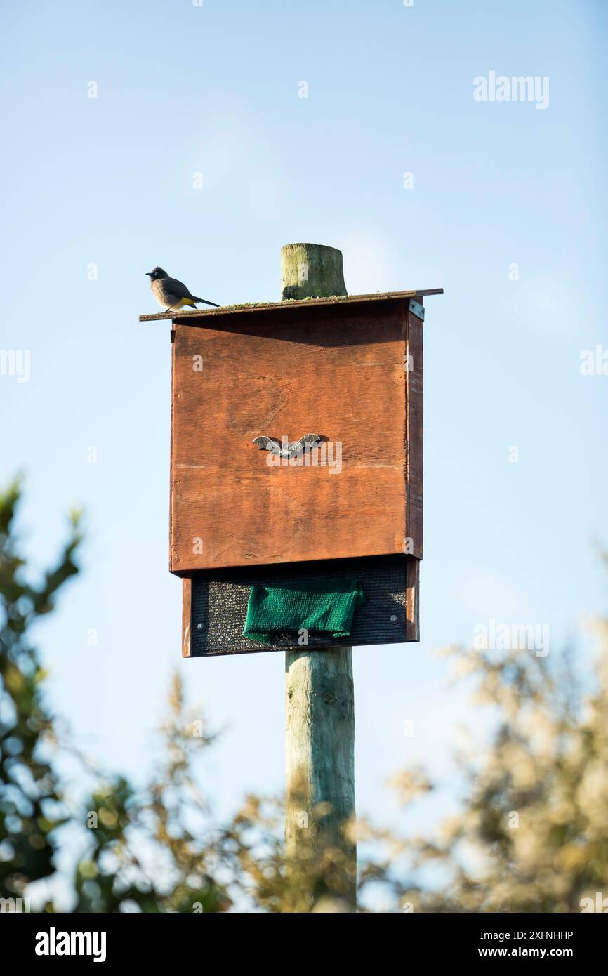 BAT House con Cape bulbul (Pycnonotus capensis) arroccato sulla cima, Garden Route National Park, Western Cape Province, Sud Africa. Foto Stock