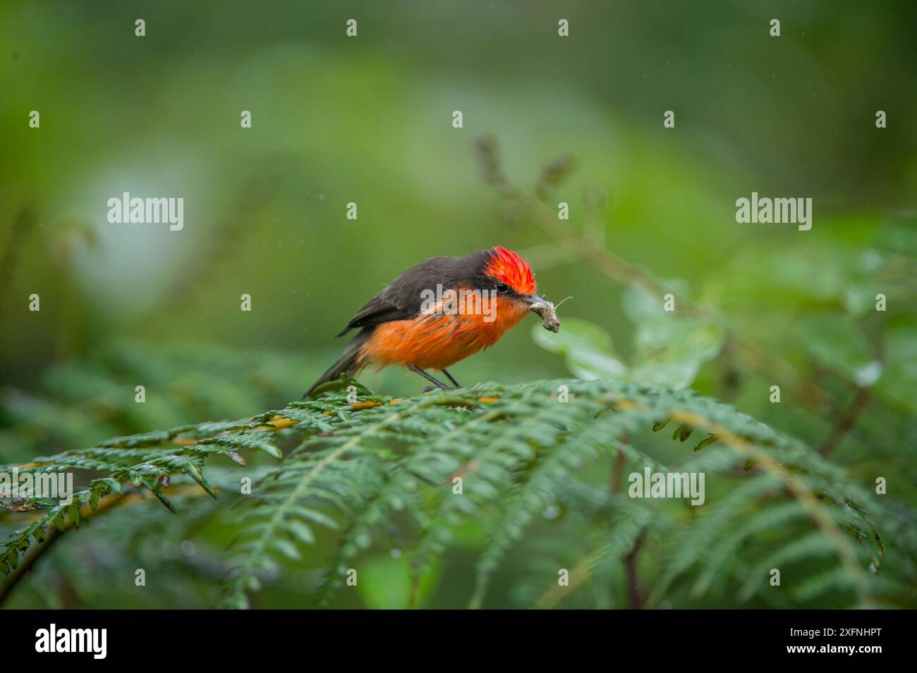 Galapagos vermilion flycatcher (Pyrocephalus nanus), maschio, che si nutre di falena, vulcano Sierra Negra, isola Isabela, Galapagos. Specie vulnerabili. Foto Stock