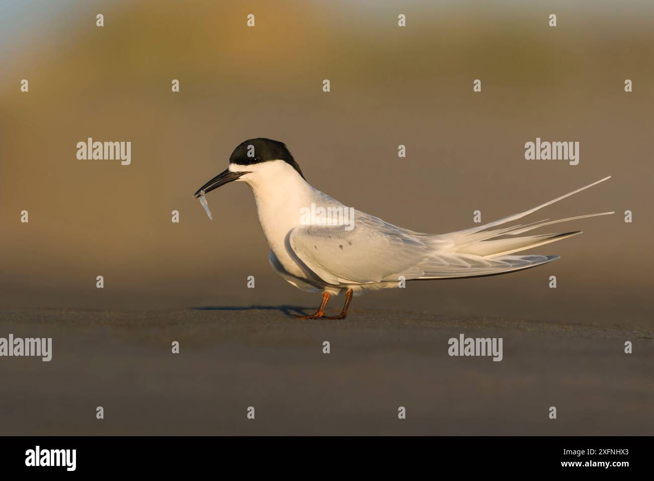 Terna bianca (Sterna striata) con pesce. Ashley River, Canterbury, nuova Zelanda. Agosto. Foto Stock