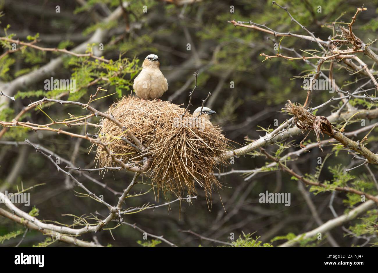Il tessitore sociale dal tetto grigio è un piccolo uccello gregario che nidifica in colonie sparse. Il loro nido ordinato viene utilizzato al di fuori della stagione riproduttiva Foto Stock
