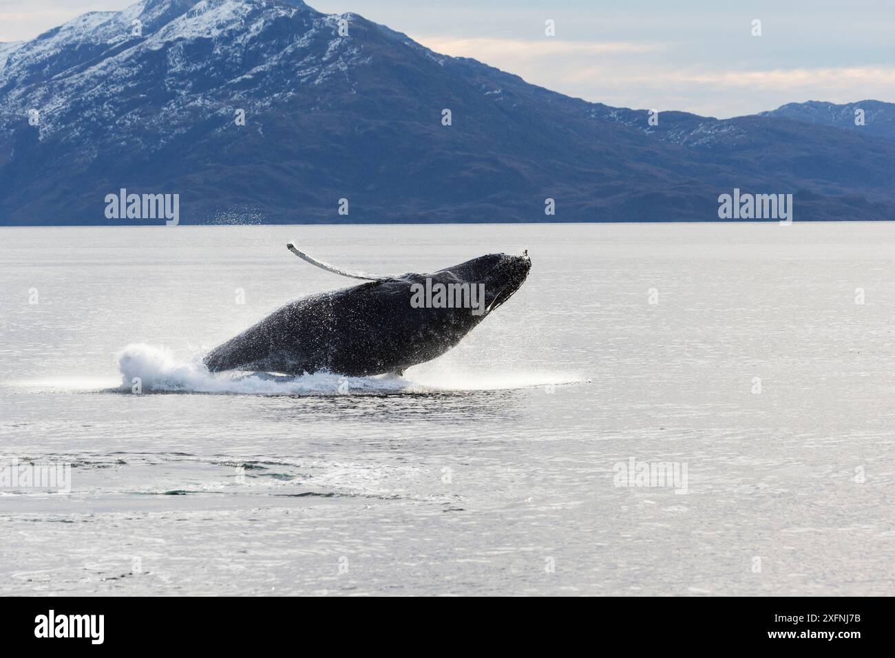 Megattere (Megaptera novaeangliae) Umbili, una femmina di 8 anni, che fa breccia, Francisco Coloane Marine Park, il primo parco marino del Cile, a sud-est dell'isola Carlos III, stretto di Magellano, Cile. Foto Stock