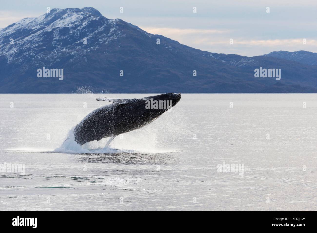 Megattere (Megaptera novaeangliae) Umbili, una femmina di 8 anni, che fa breccia, Francisco Coloane Marine Park, il primo parco marino del Cile, a sud-est dell'isola Carlos III, stretto di Magellano, Cile. Foto Stock