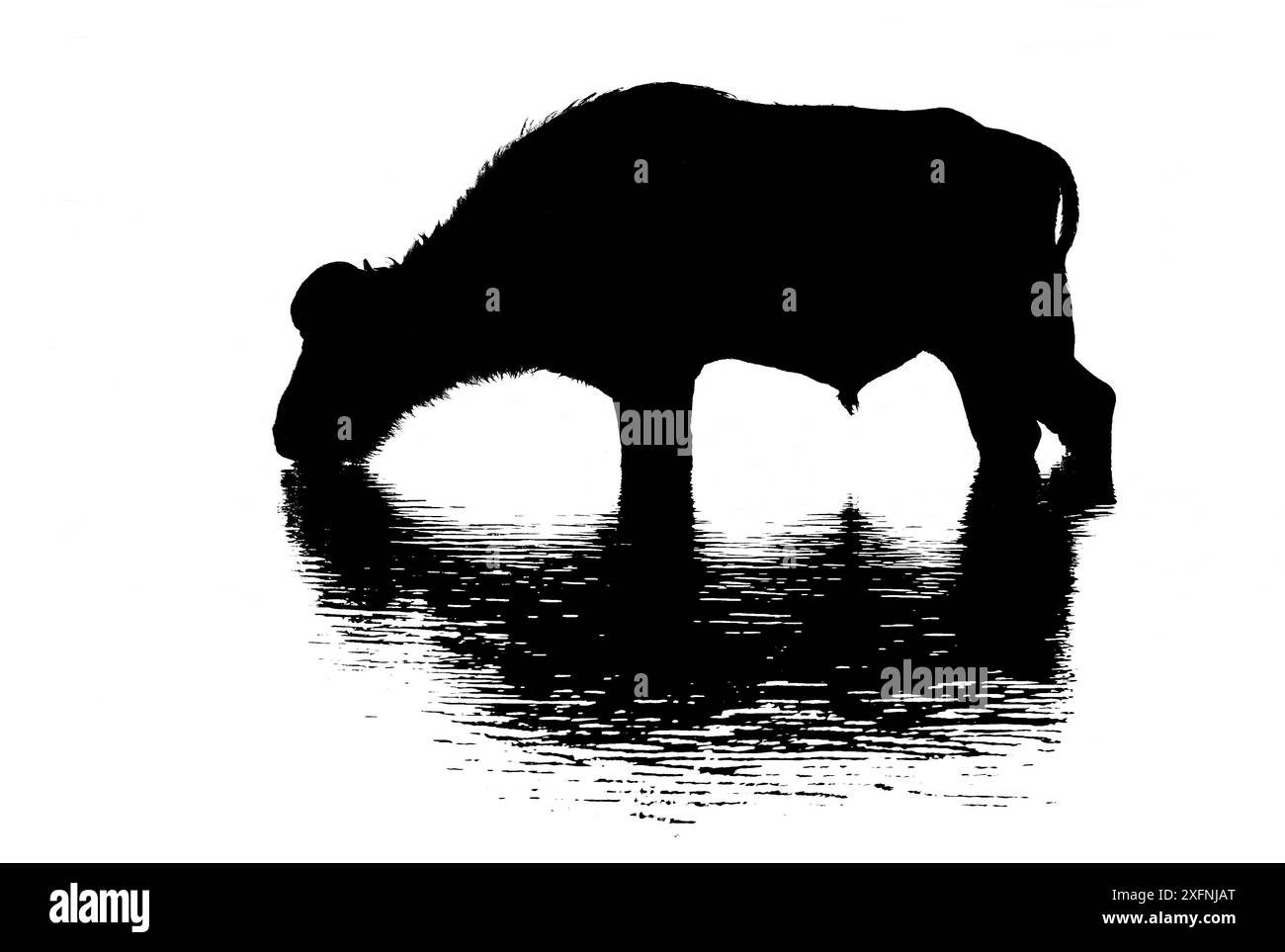 Bufalo africano (Syncerus caffer) bevendo nel fiume Chobe, nel Parco Nazionale del Chobe, in Botswana, maggio. Silhouette migliorata digitalmente Foto Stock