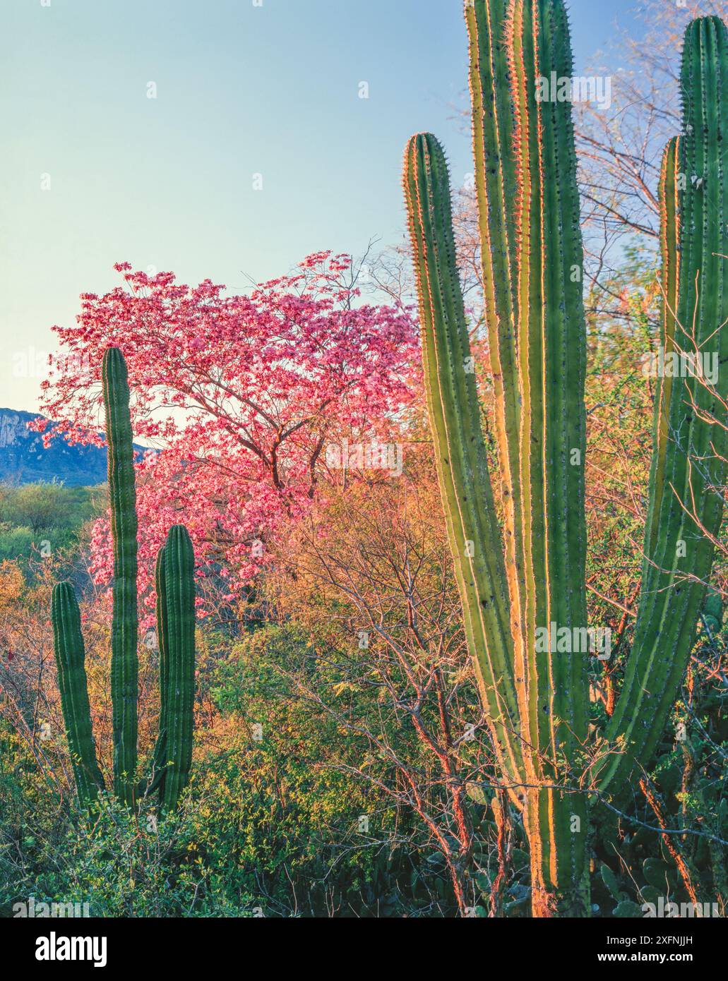 Tromba rosa (Tabebuia palmeri) in fiore con cactus di Hecho (Pachycereus pectin-aboriginum) Foto Stock