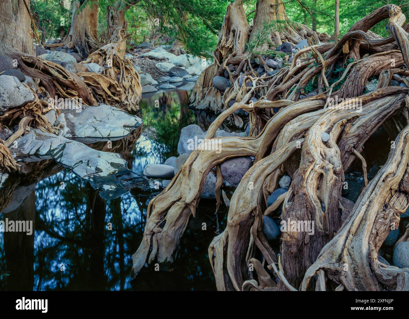 Foresta decidua con Sabinos (Taxodium mucrunatum) con radici aggrovigliate, riva del Rio Cuchujaqui Sierra Alamos, Messico. Foto Stock