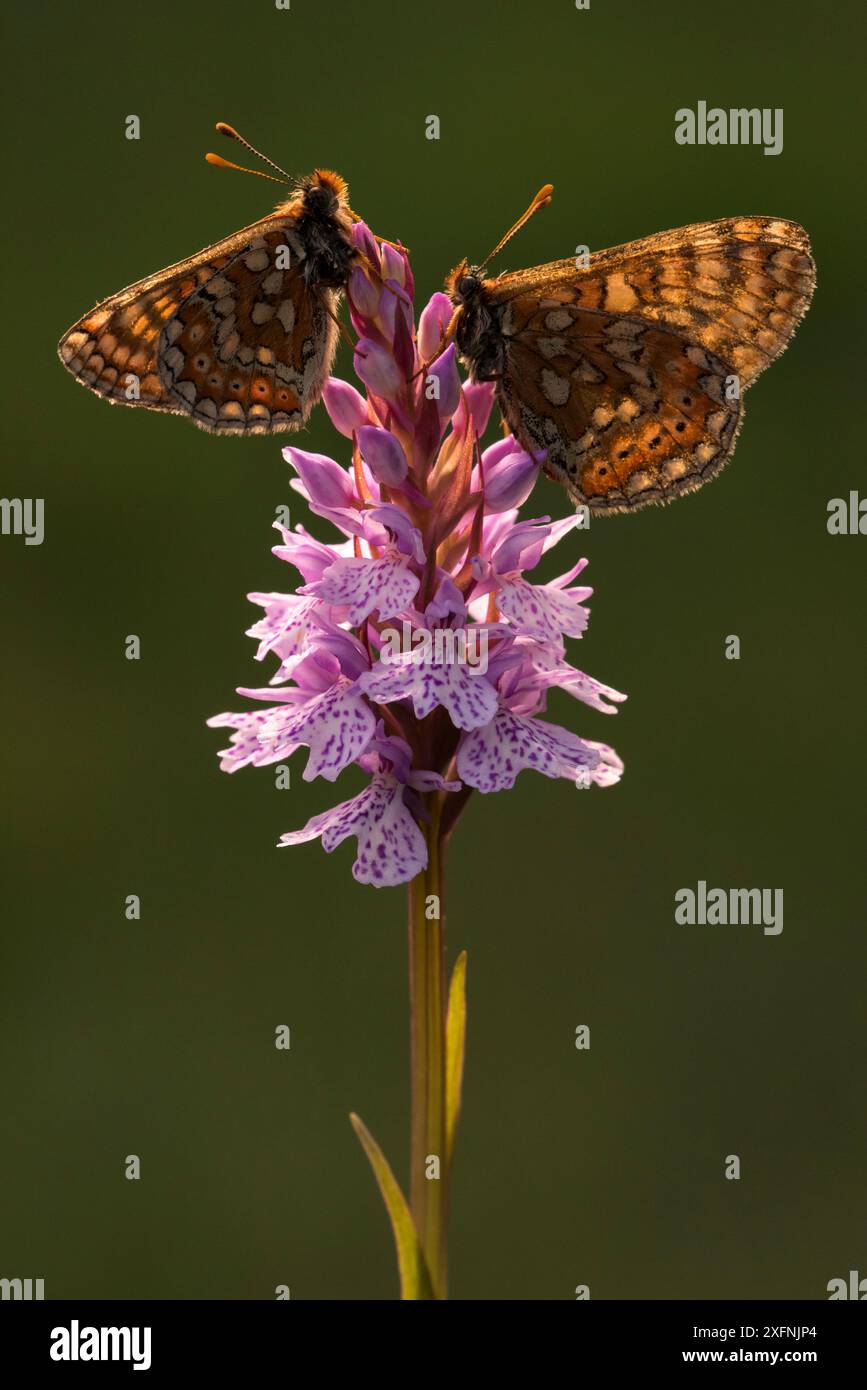 Fritillari di palude (Euphydryas aurinia) che riposano su orchidea della brughiera maculata (Dactylorhiza maculata), Dunsdon, vicino a Holsworthy, Devon, Regno Unito. Giugno 2016. Foto Stock